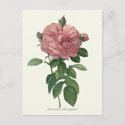  roze roze botanische afdrukken briefkaart (Voorkant)