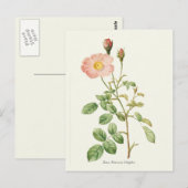 roze roze botanische afdrukken briefkaart (Voorkant / Achterkant)