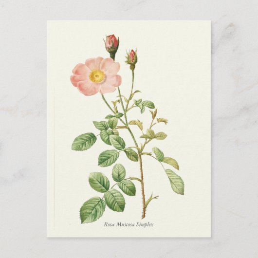 roze roze botanische afdrukken briefkaart (Voorkant)