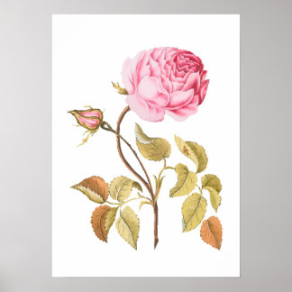 roze roze botanische afdrukken poster