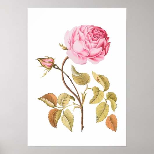  roze roze botanische afdrukken poster (Voorkant)