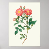  roze roze botanische afdrukken poster (Voorkant)