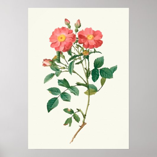  roze roze botanische afdrukken poster (Voorkant)