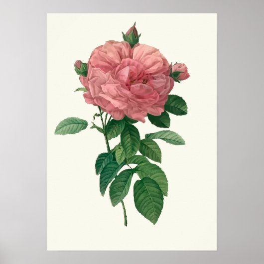  roze roze botanische afdrukken poster (Voorkant)