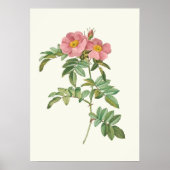  roze roze botanische afdrukken poster (Voorkant)