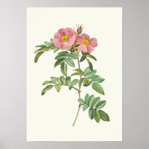roze roze botanische afdrukken poster