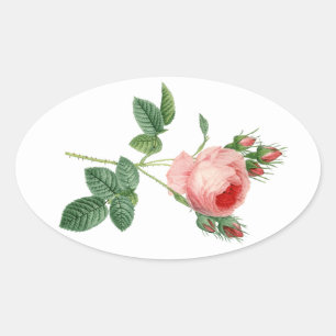 Roze roze  botanische illustratie ovale sticker