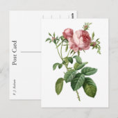  roze roze botanische illustratie, Redoute Briefkaart (Voorkant / Achterkant)