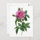 Roze Roze Briefkaart (Voorkant / Achterkant)