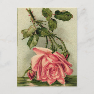 Roze Roze Briefkaart