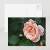 Roze roze Briefkaarten (Voorkant / Achterkant)