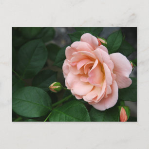 Roze roze Briefkaarten