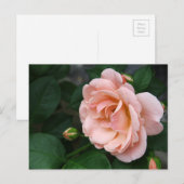 Roze roze Briefkaarten (Voorkant / Achterkant)