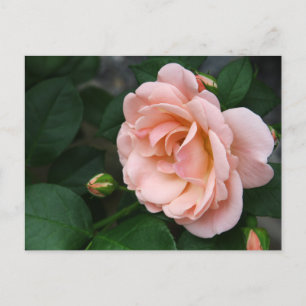 Roze roze Briefkaarten