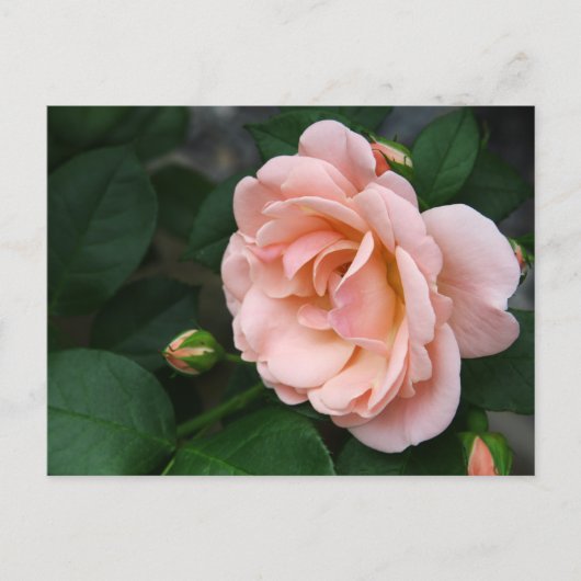 Roze roze Briefkaarten (Voorkant)