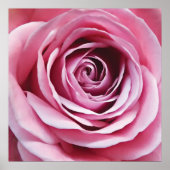 Roze roze details, natuur tuinbloem poster (Voorkant)