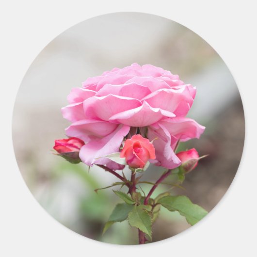 roze roze drie rode knoppen ronde sticker (Voorkant)