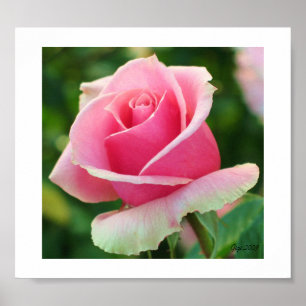 Roze roze druk poster