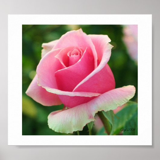 Roze roze druk poster (Voorkant)