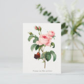 Roze roze en vlinder Botanische illustratie Briefkaart (Staand voorkant)