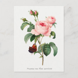 Roze roze en vlinder Botanische illustratie Briefkaart