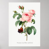 Roze roze en vlinder Botanische illustratie Poster (Voorkant)
