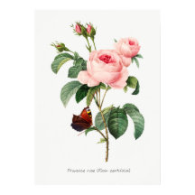 Roze roze en vlinder Botanische illustratie