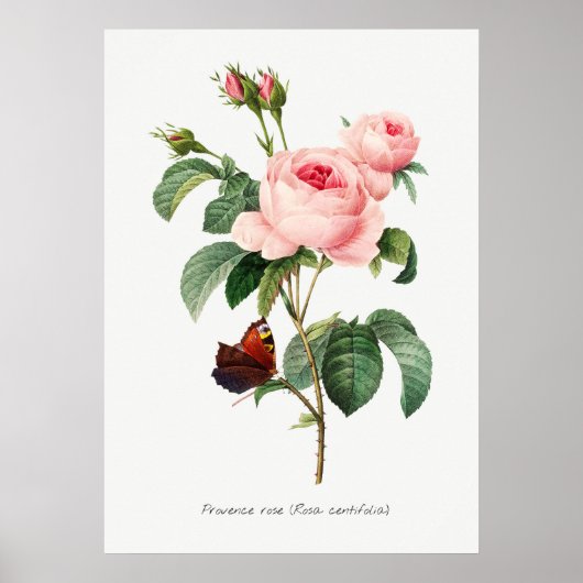 Roze roze en vlinder Botanische illustratie Poster (Voorkant)