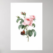 Roze roze en vlinder poster (Voorkant)