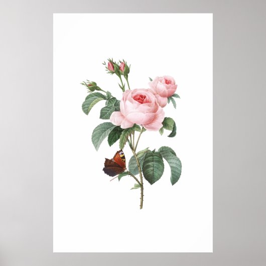 Roze roze en vlinder poster (Voorkant)