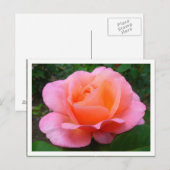 Roze roze (grenspost) briefkaart (Voorkant / Achterkant)