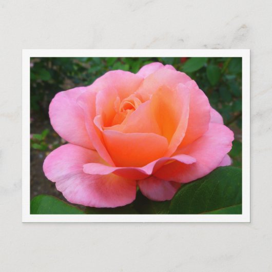 Roze roze (grenspost) briefkaart (Voorkant)
