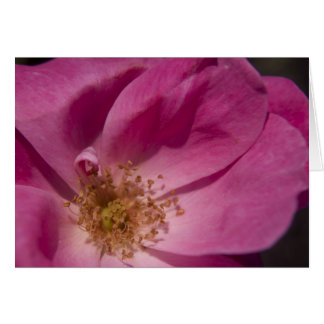 Roze roze kaart