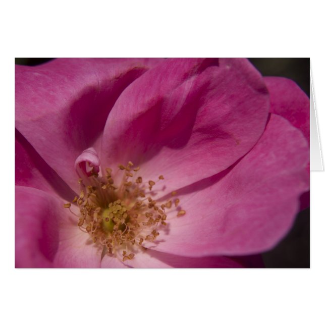 Roze roze kaart (Voorkant Horizontaal)