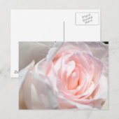 Roze roze Macro Briefkaart (Voorkant / Achterkant)