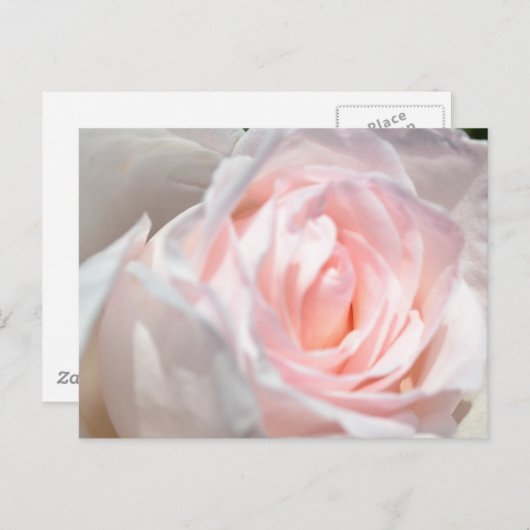 Roze roze Macro Briefkaart (Voorkant / Achterkant)