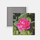 Roze roze magneet (Voorkant / Achterkant)
