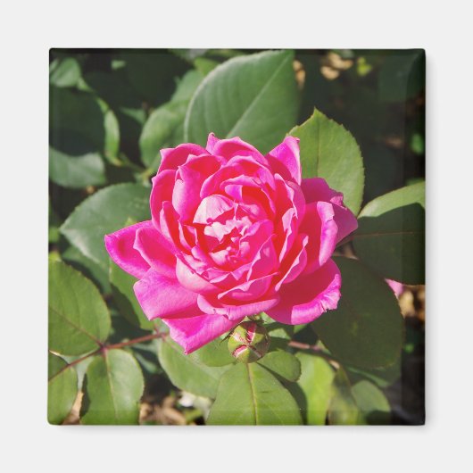 Roze roze magneet (Voorkant)