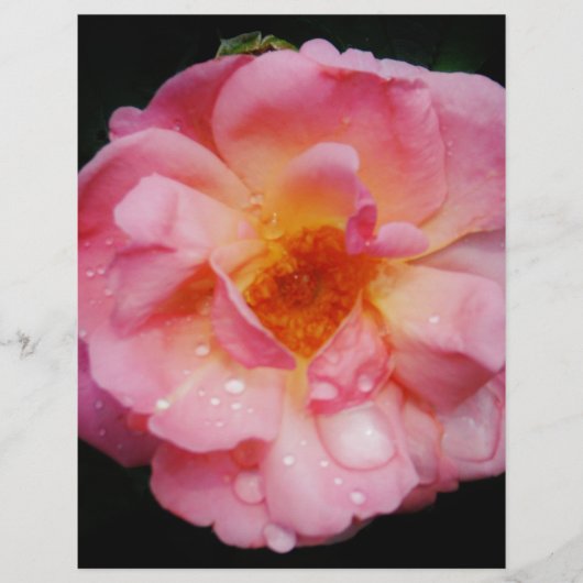 Roze roze met dauwdruppels zwarte achtergrond (Voorkant)