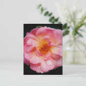 Roze roze met dauwdruppels zwarte achtergrond briefkaart (Staand voorkant)