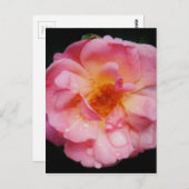 Roze roze met dauwdruppels zwarte achtergrond briefkaart (Voorkant / Achterkant)