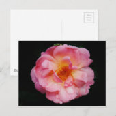 Roze roze met dauwdruppels zwarte achtergrond briefkaart (Voorkant / Achterkant)