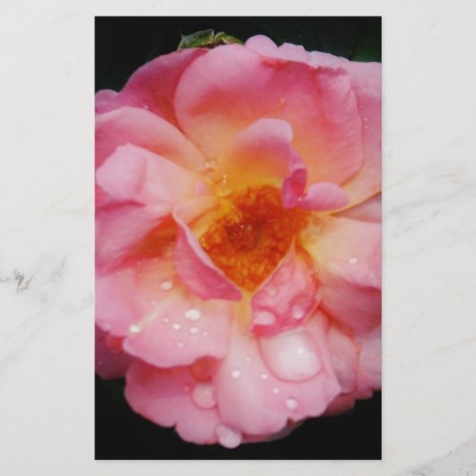 Roze roze met dauwdruppels zwarte achtergrond briefpapier (Voorkant)