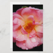 Roze roze met dauwdruppels zwarte achtergrond briefpapier (Voorkant / Achterkant)