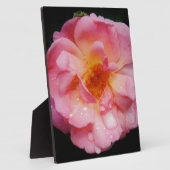 Roze roze met dauwdruppels zwarte achtergrond fotoplaat (Zijkant)