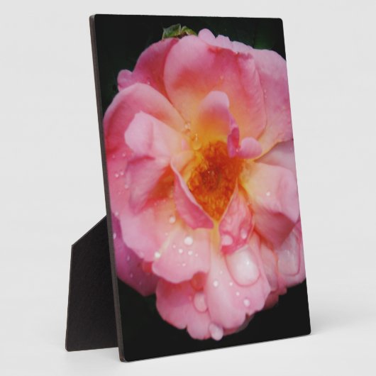 Roze roze met dauwdruppels zwarte achtergrond fotoplaat (Zijkant)