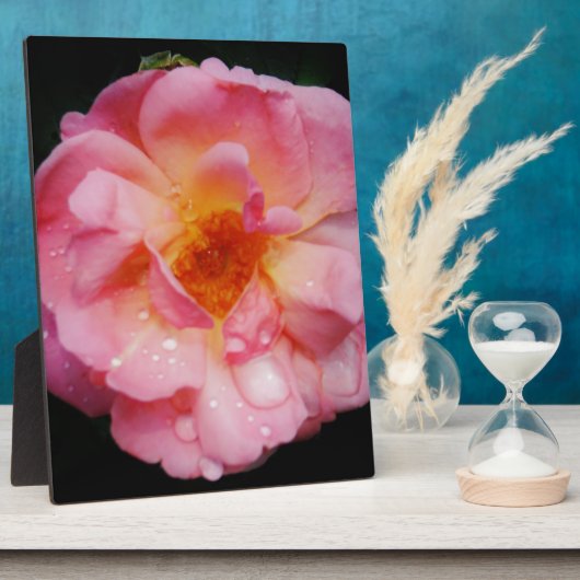 Roze roze met dauwdruppels zwarte achtergrond fotoplaat (Zijkant)