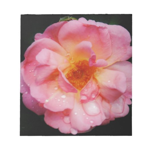 Roze roze met dauwdruppels zwarte achtergrond notitieblok (Voorkant)
