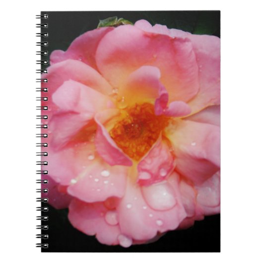 Roze roze met dauwdruppels zwarte achtergrond notitieboek (Voorkant)