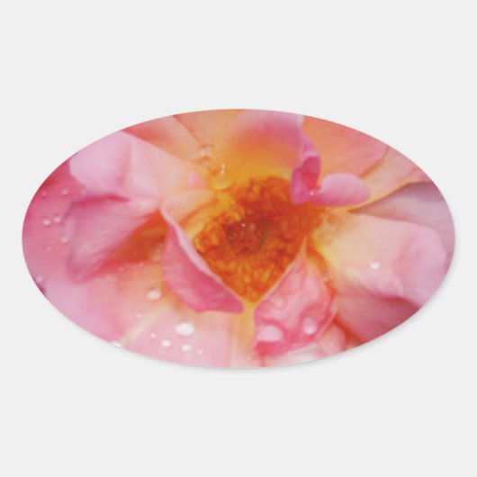 Roze roze met dauwdruppels zwarte achtergrond ovale sticker (Voorkant)